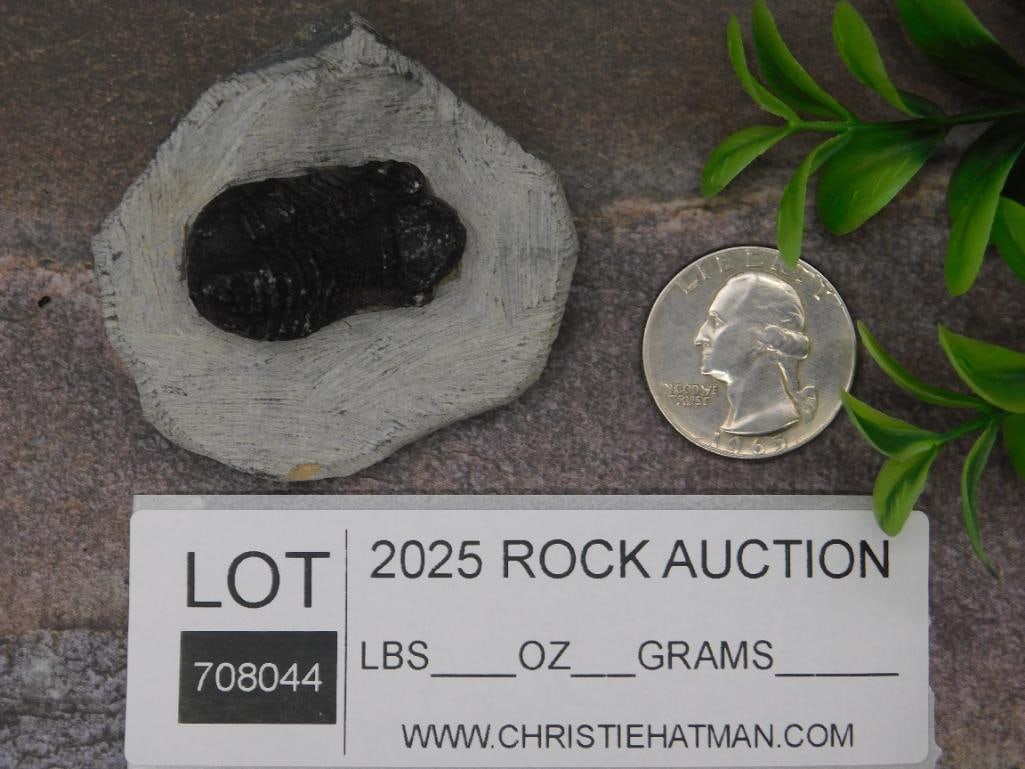 Fossilized Trilobite Specimen on Rock Matrix - 3