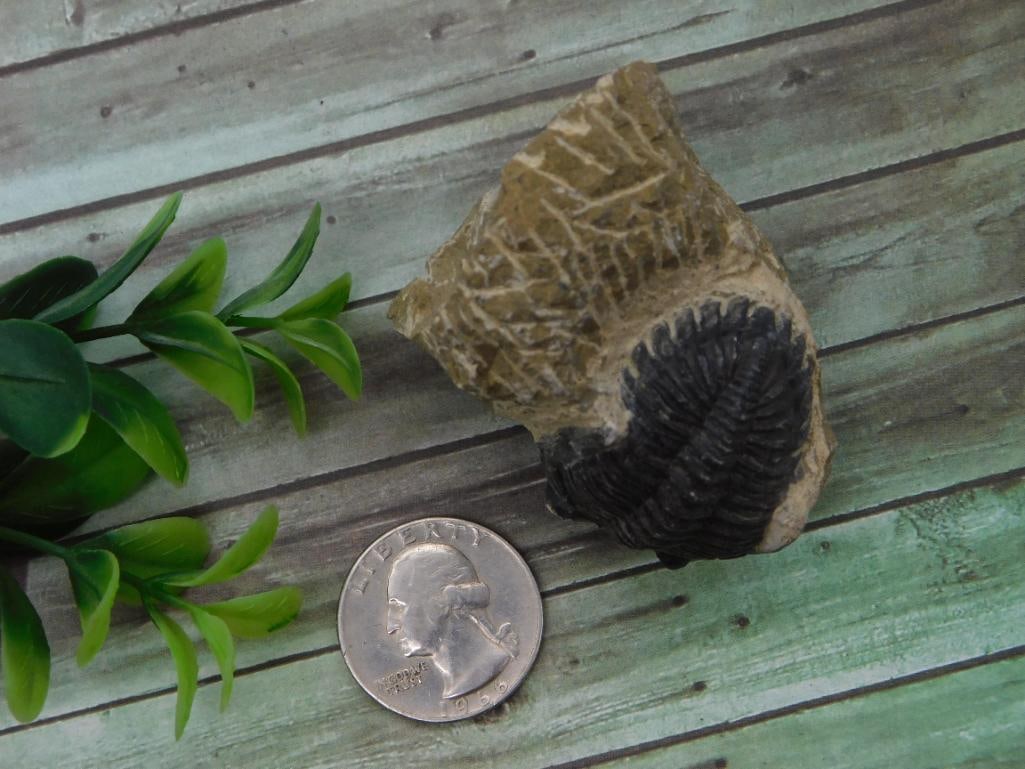 Fossil - Trilobite Specimen in Matrix - 2
