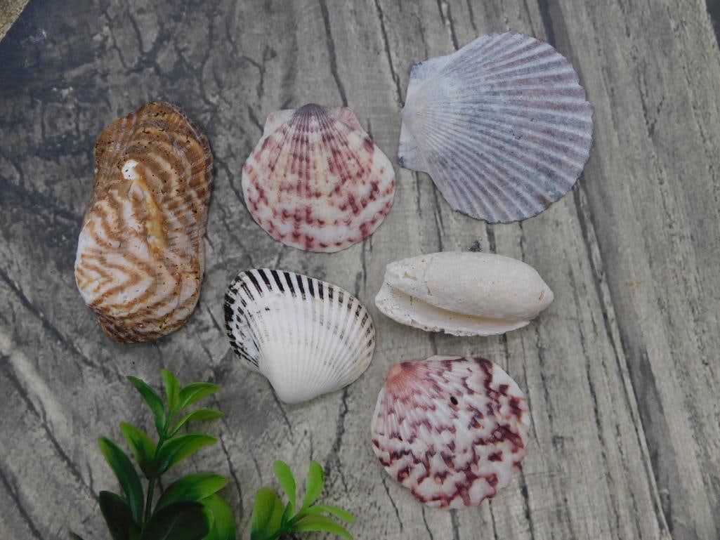 Seashell Collection Assorted Scallops Clams - 2