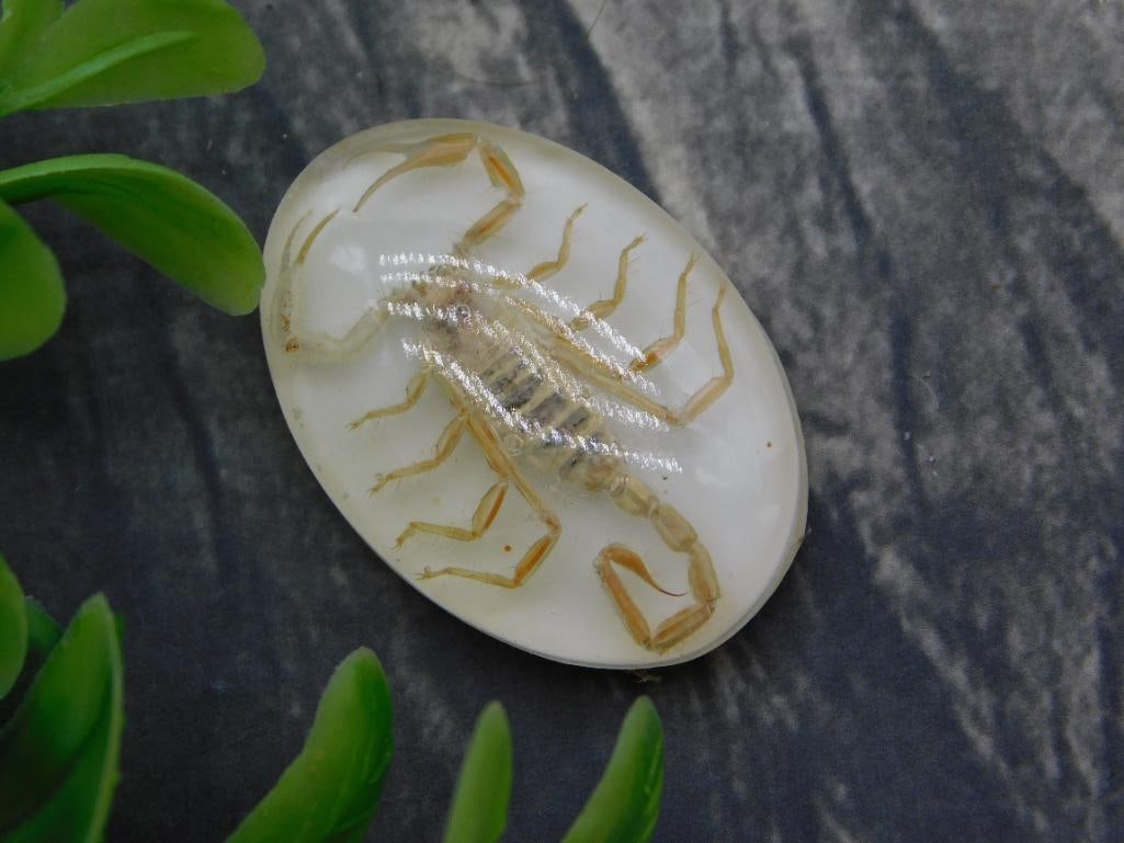 Collectible Real Scorpion Resin Cabochon Oddity: Curiosity/oddity piece featuring a genuine preserved scorpion encased in a clear oval resin cabochon. Measures approximately 1.5 inches long, shown with a quarter for scale. Scorpion's legs, pincers,
