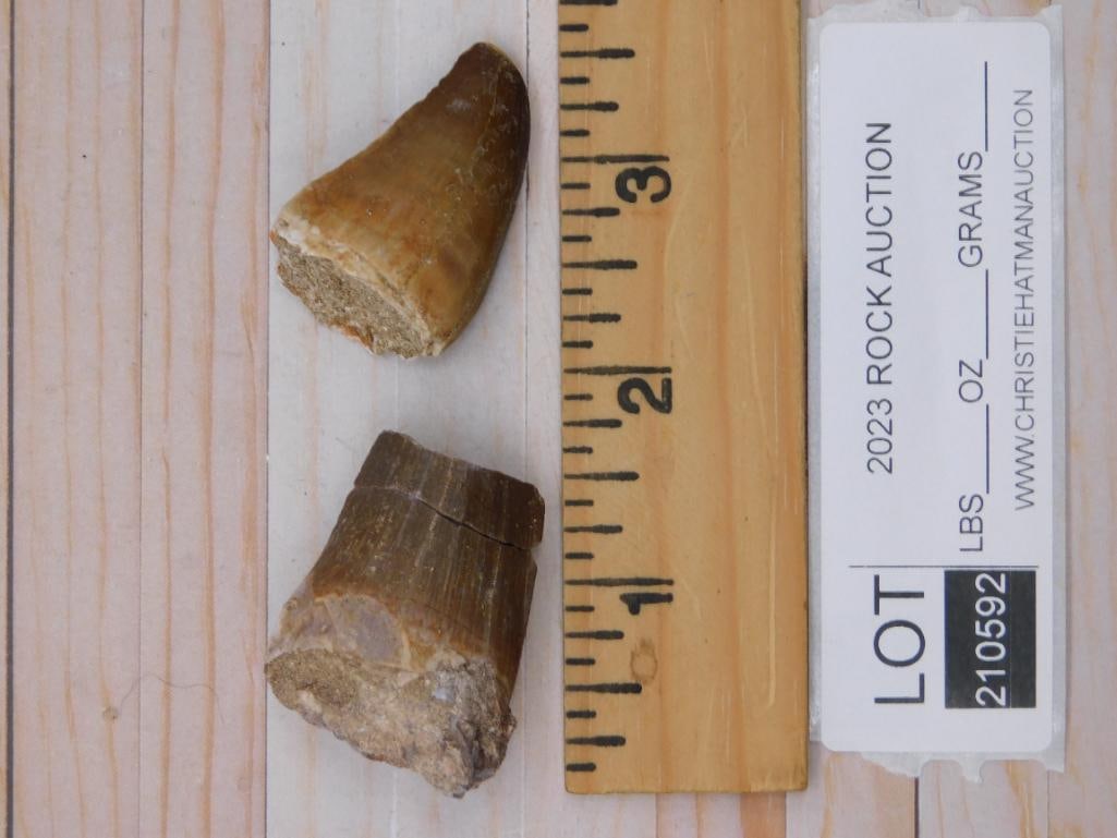 DINOSAUR TEETH ROCK STONE LAPIDARY SPECIMEN - 2