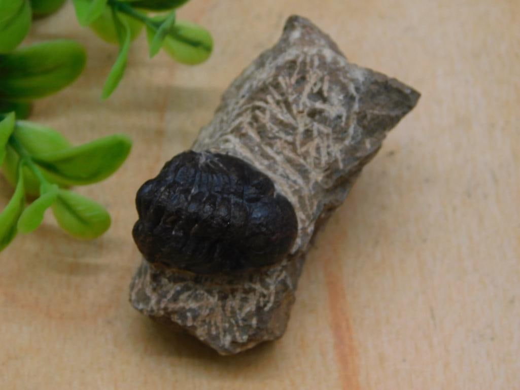 TRILOBITE ROCK STONE LAPIDARY SPECIMEN (1 of 6)