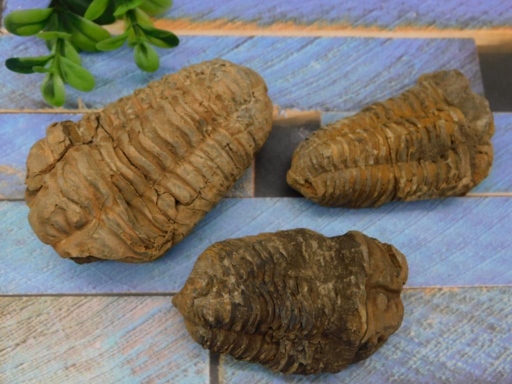 TRILOBITE ROCK STONE LAPIDARY SPECIMEN - 8