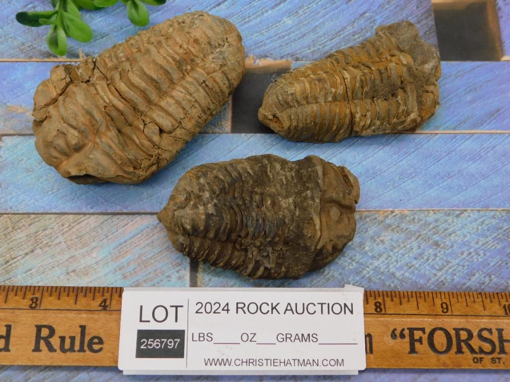TRILOBITE ROCK STONE LAPIDARY SPECIMEN - 9