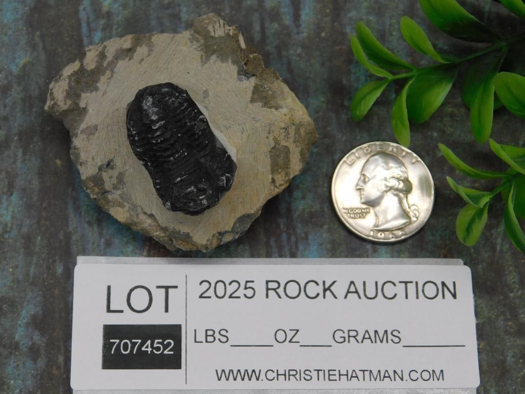 Fossilized Trilobite Specimen Mounted on Rock - 3