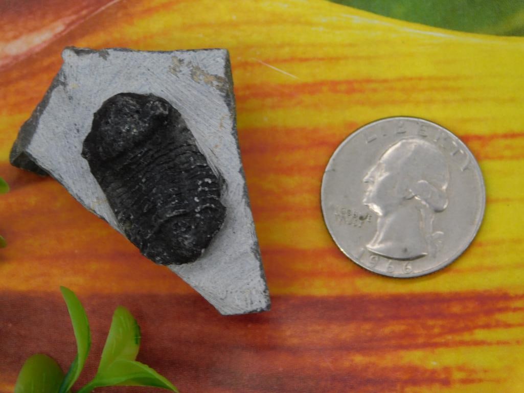 Fossilized Trilobite Specimen on Stone Matrix - 4