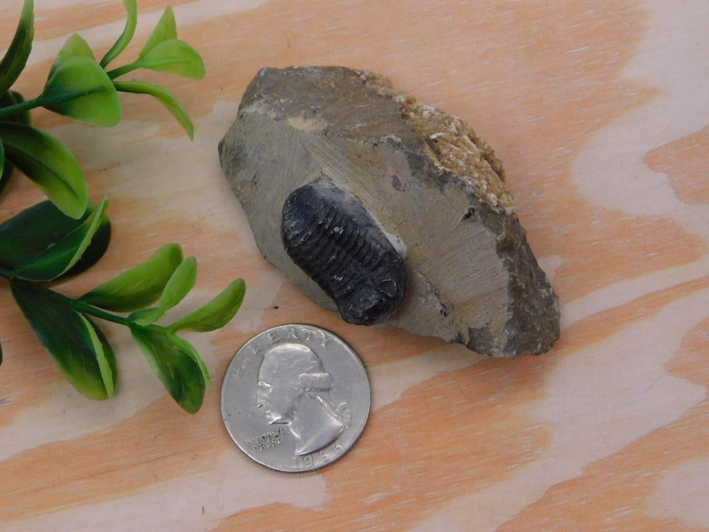 Fossil - Trilobite Specimen Embedded in Matrix Rock - 2