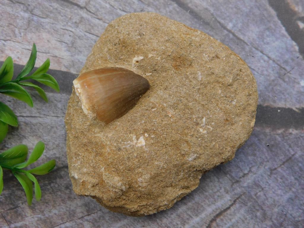 Fossil Shark Tooth Embedded in Natural Matrix Rock (1 of 2)