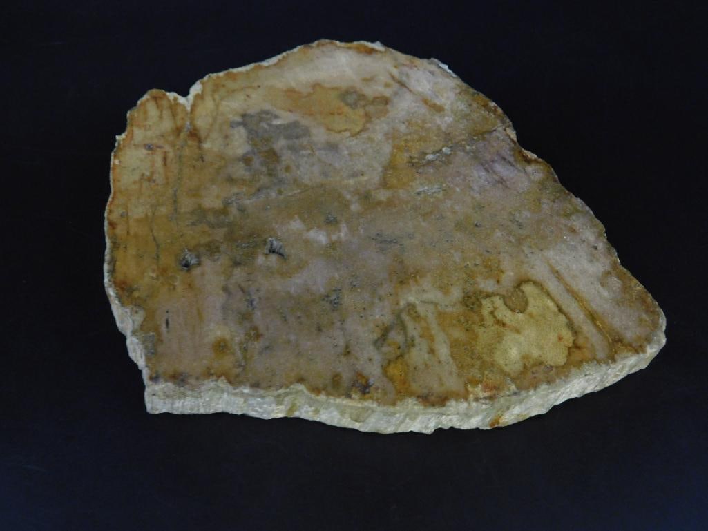PETRIFIED WOOD SLAB ROCK STONE LAPIDARY SPECIMEN: Petrified Wood Slab Rock Stone Lapidary Specimen. See photos for exact size and condition.