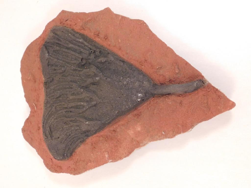 CRINOID SCYPHOCRINUS ROCK STONE LAPIDARY SPECIMEN: Please see photos for measurements and description. Please see photos for measurements and descriptions. If you purchase lots of heavy items, we can hold them for you until you can pick them up. It