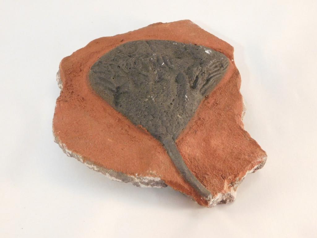 CRINOID SCYPHOCRINUS ROCK STONE LAPIDARY SPECIMEN: Please see photos for measurements and description. Please see photos for measurements and descriptions. If you purchase lots of heavy items, we can hold them for you until you can pick them up. It
