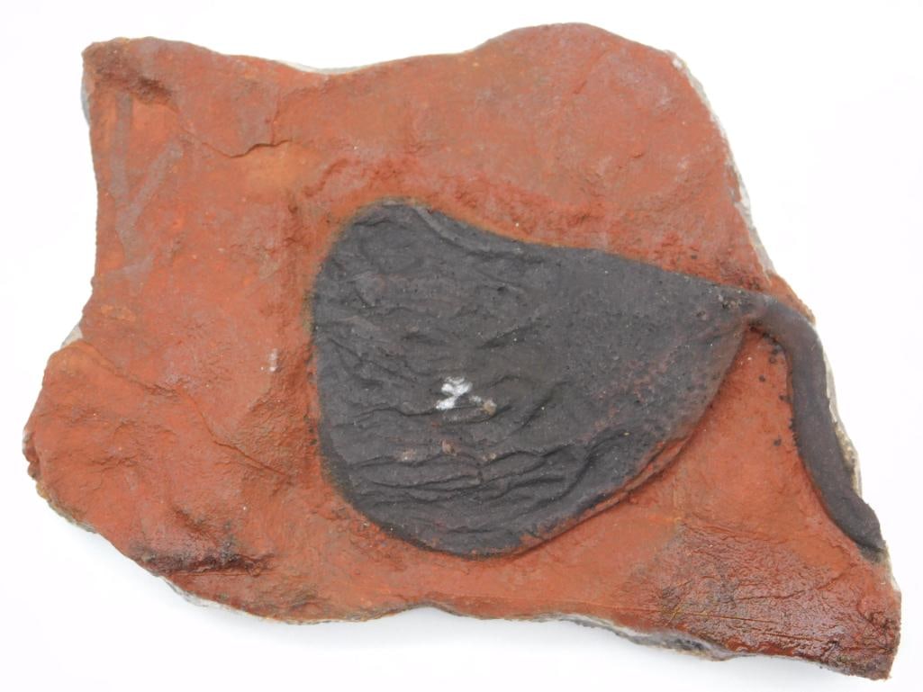 CRINOID SCYPHOCRINUS FOSSIL ROCK STONE LAPIDARY SPECIMEN: Please see photos for measurements and description. Please see photos for measurements and descriptions. If you purchase lots of heavy items, we can hold them for you until you can pick them up. It