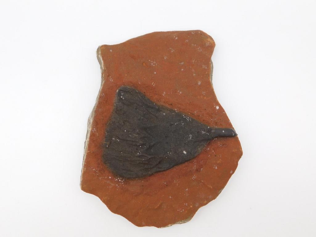 CRINOID SCYPHOCRINUS FOSSIL ROCK STONE LAPIDARY SPECIMEN: Crinoid Scyphocrinus Fossil Rock Stone Lapidary Specimen. See photos for exact size and condition.
