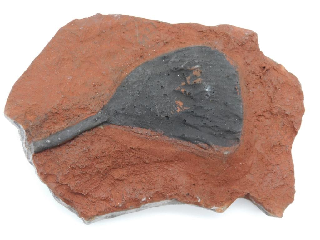 CRINOID SCYPHOCRINUS FOSSIL ROCK STONE LAPIDARY SPECIMEN: Crinoid Scyphocrinus Fossil Rock Stone Lapidary Specimen. See photos for exact size and condition.