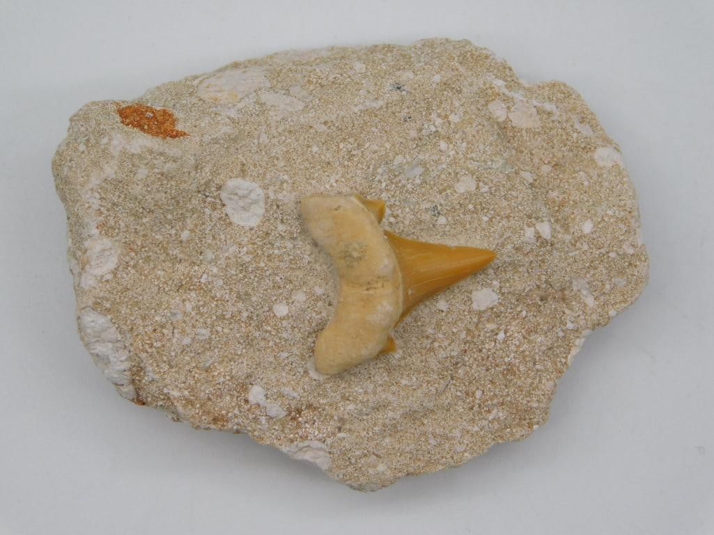 SHARKS TOOTH IN MATRIX ROCK STONE LAPIDARY SPECIMEN: Sharks Tooth In Matrix Rock Stone Lapidary Specimen. See photos for exact size and condition.
