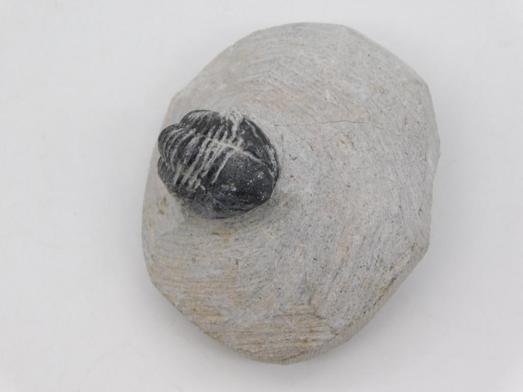 TRILOBITE FOSSIL IN MATRIX ROCK STONE LAPIDARY SPECIMEN: Trilobite Fossil In Matrix Rock Stone Lapidary Specimen. See photos for exact size and condition.
