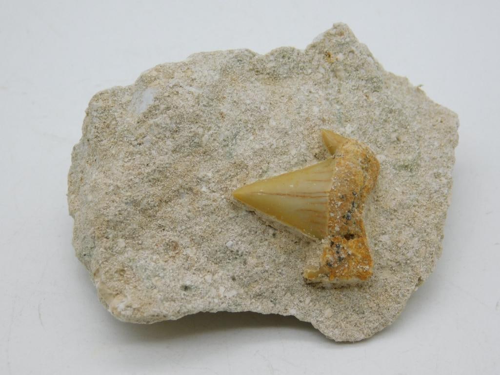 SHARK TOOTH IN MATRIX ROCK STONE LAPIDARY SPECIMEN: Shark Tooth In Matrix Rock Stone Lapidary Specimen. See photos for exact size and condition.