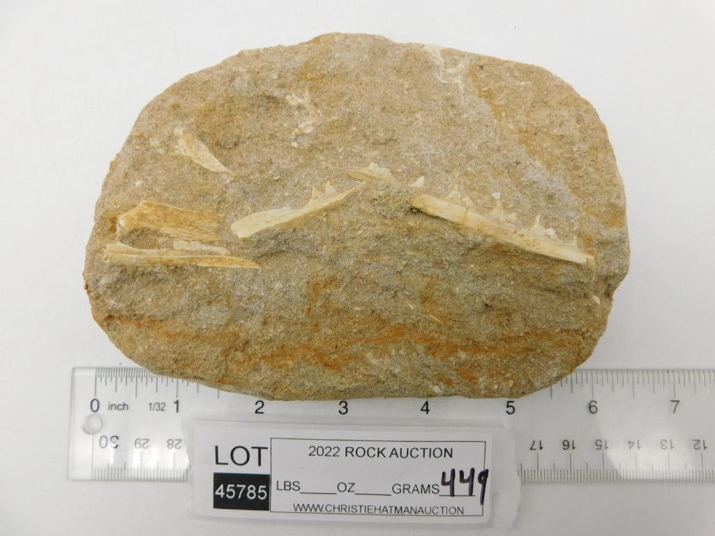 FOSSIL BONE IN MATRIX ROCK STONE LAPIDARY SPECIMEN - 4