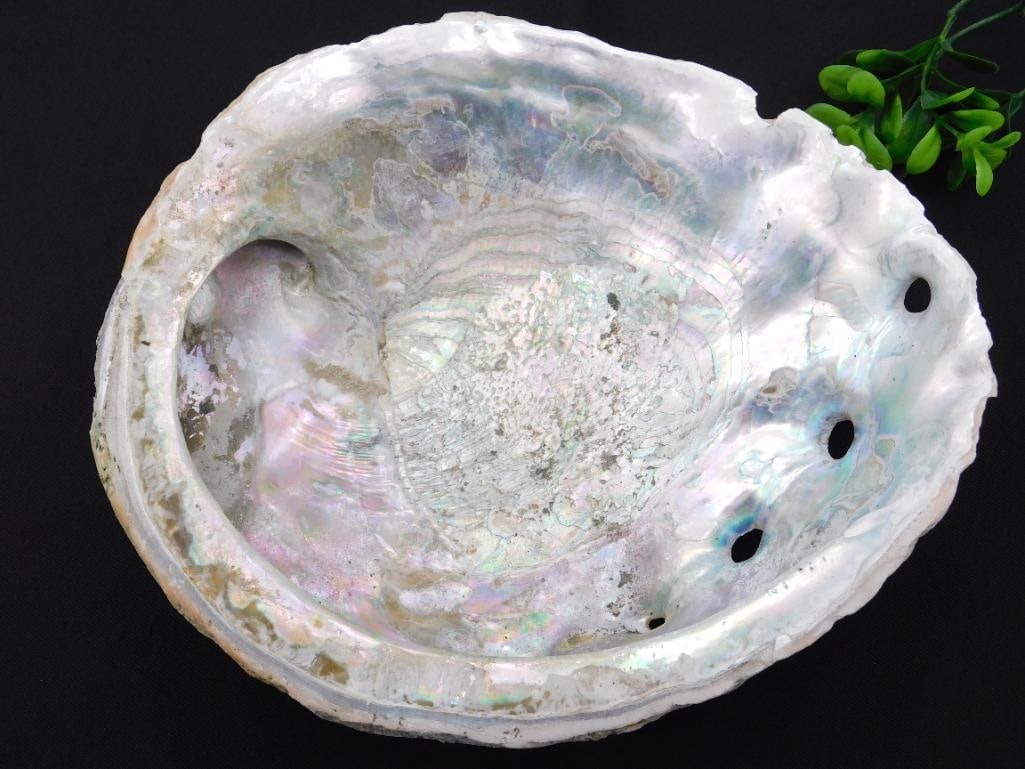 ABALONE SHELL (1 of 4)