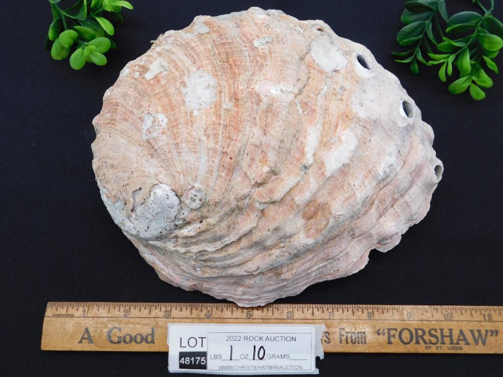 ABALONE SHELL - 2