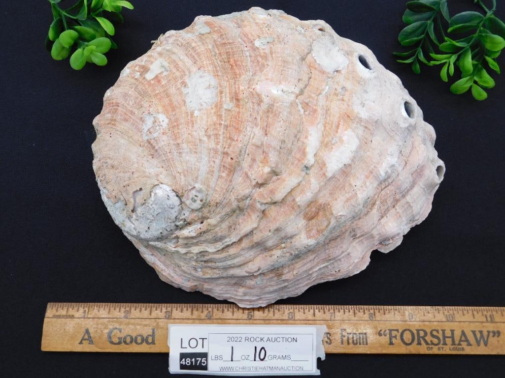 ABALONE SHELL - 4