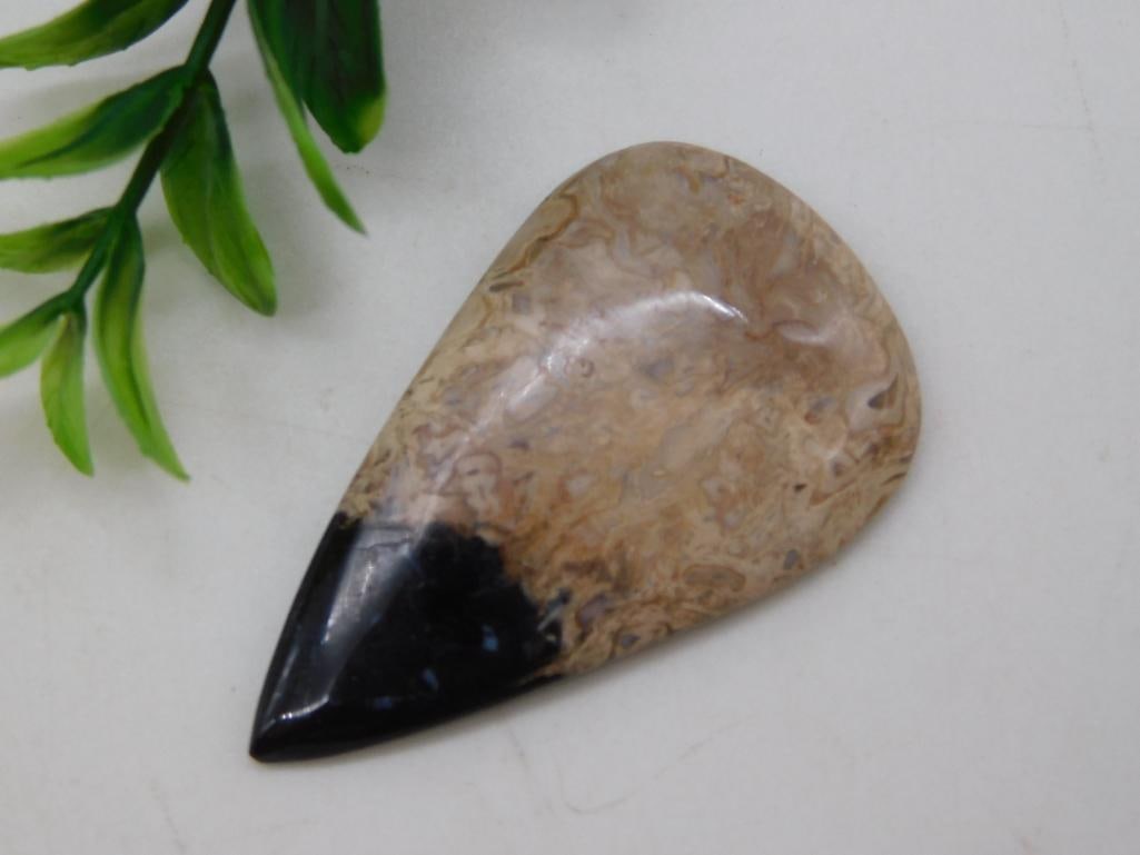 PETRIFIED PALM WOOD CABOCHON ROCK STONE LAPIDARY SPECIMEN: PETRIFIED PALM WOOD CABOCHON ROCK STONE LAPIDARY SPECIMEN