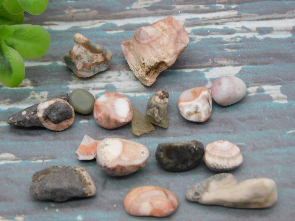 THOMPSONITE ROCK STONE LAPIDARY SPECIMEN (1 of 1)