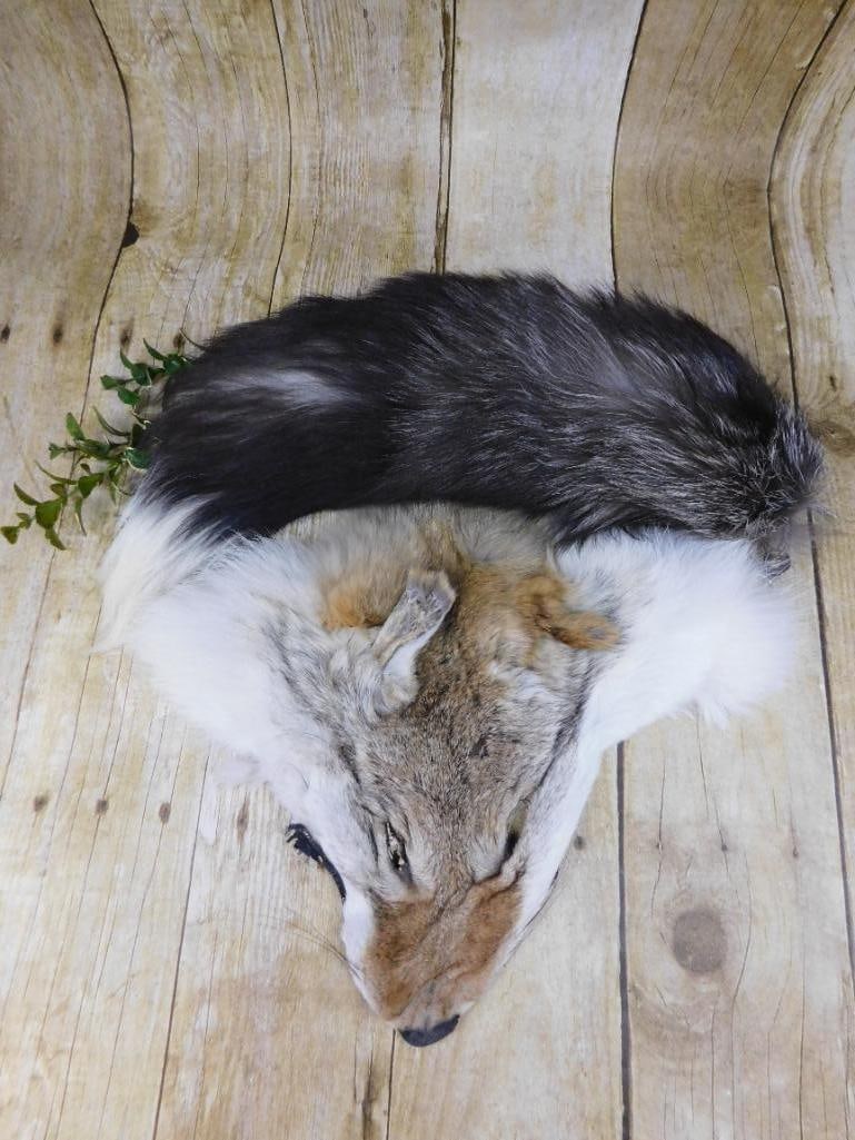 TAXIDERMY MIXED LOT: Discover an extraordinary collection of natural wonders and estate treasures in Hatman's Auctions' Treasures of the Earth Online Auction! Browse turquoise, agate, jasper, petrified wood, quartz