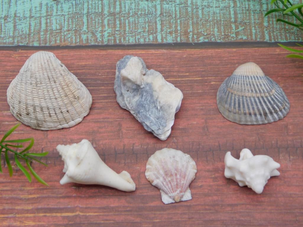SEA SHELLS (1 of 2)