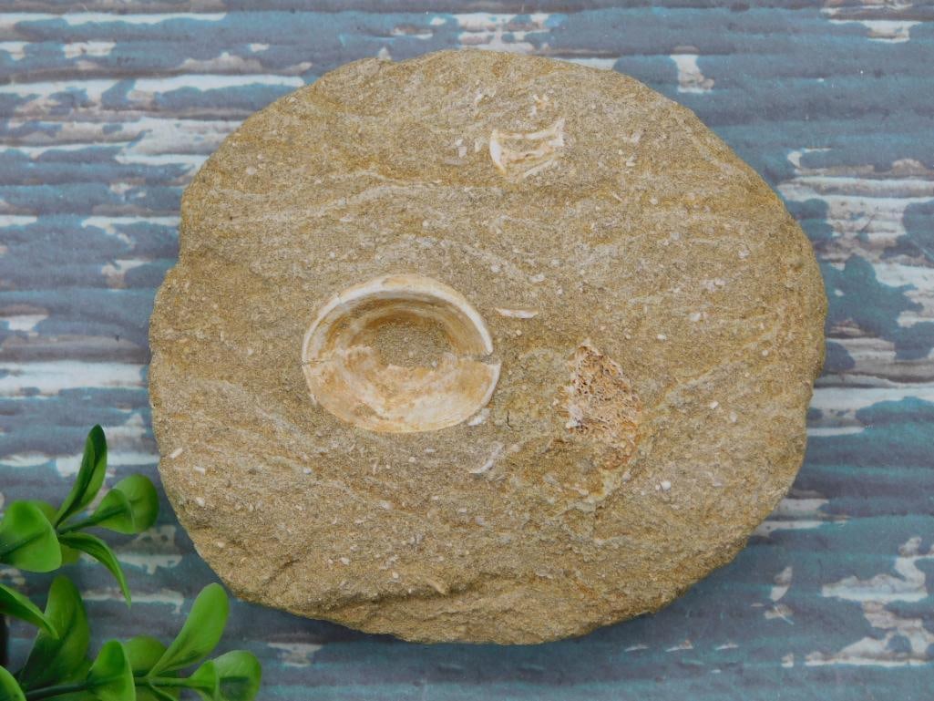 ENCHODUS FOSSIL ROCK STONE LAPIDARY SPECIMEN (1 of 2)