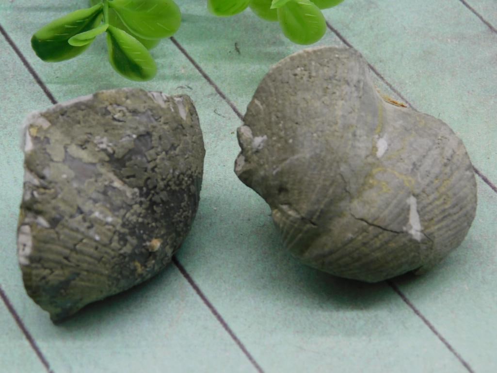BRACHIOPOD ROCK STONE LAPIDARY SPECIMEN (1 of 3)