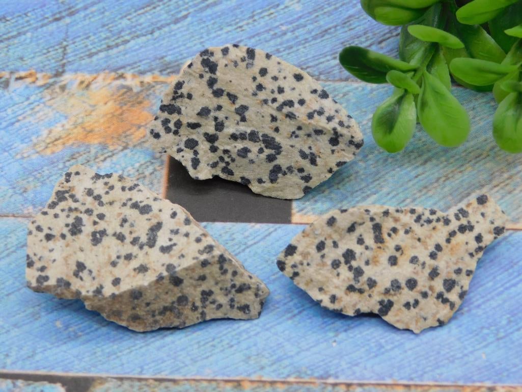DALMATION JASPER ROCK STONE LAPIDARY SPECIMEN: DALMATION JASPER ROCK STONE LAPIDARY SPECIMEN