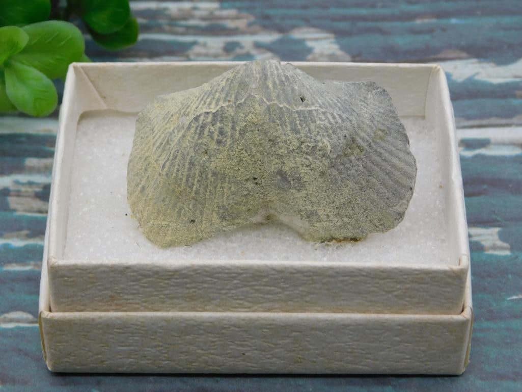 BRACHIOPOD ROCK STONE LAPIDARY SPECIMEN: BRACHIOPOD ROCK STONE LAPIDARY SPECIMEN