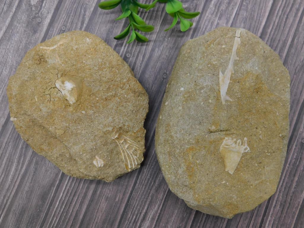 ENCHODUS FOSSIL ROCK STONE LAPIDARY SPECIMEN (1 of 8)