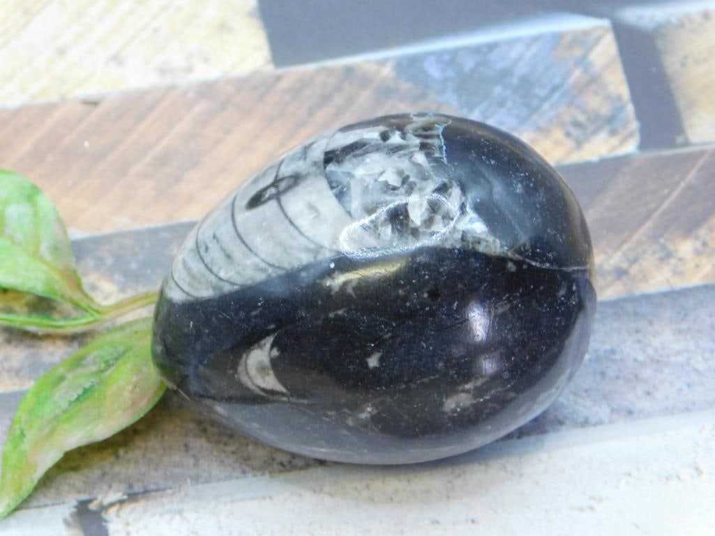 ORTHOCERAS ROCK STONE LAPIDARY SPECIMEN: ORTHOCERAS ROCK STONE LAPIDARY SPECIMEN
