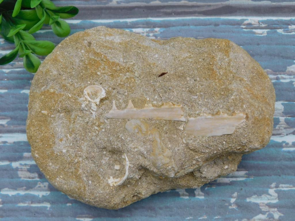 FOSSIL IN MATRIX ROCK STONE LAPIDARY SPECIMEN: FOSSIL IN MATRIX ROCK STONE LAPIDARY SPECIMEN