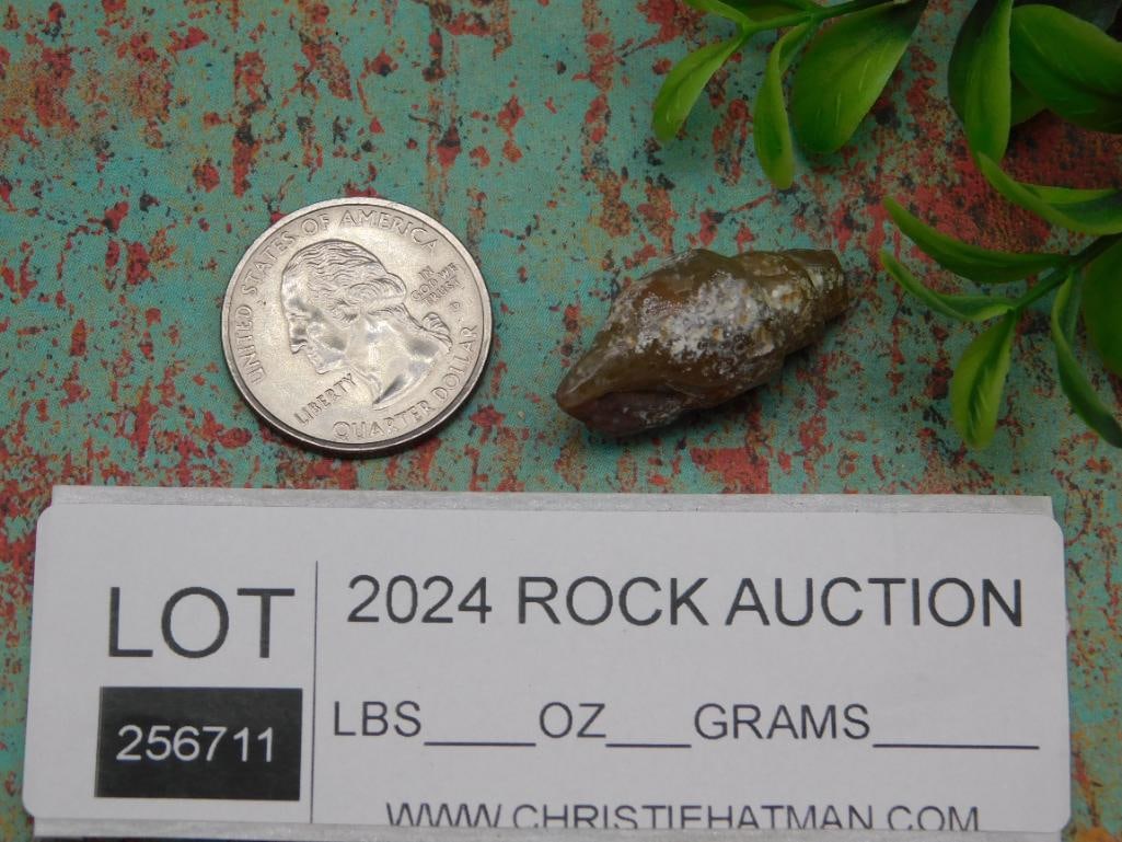 FOSSILIZED GASTROPOD ROCK STONE LAPIDARY SPECIMEN: FOSSILIZED GASTROPOD ROCK STONE LAPIDARY SPECIMEN