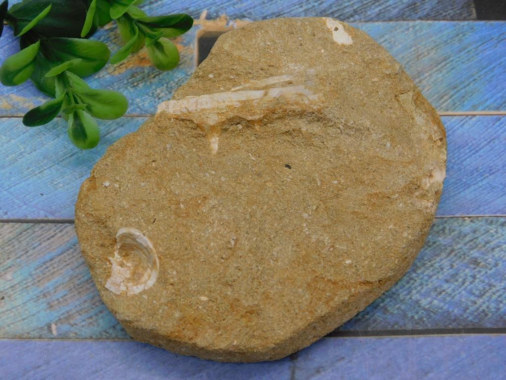 FOSSILS IN MATRIX: We are an auction house conducting a live auction with several hundred lots. It sometimes takes up to three weeks to ship, and announcements are made during the auction that affect some items. *******
