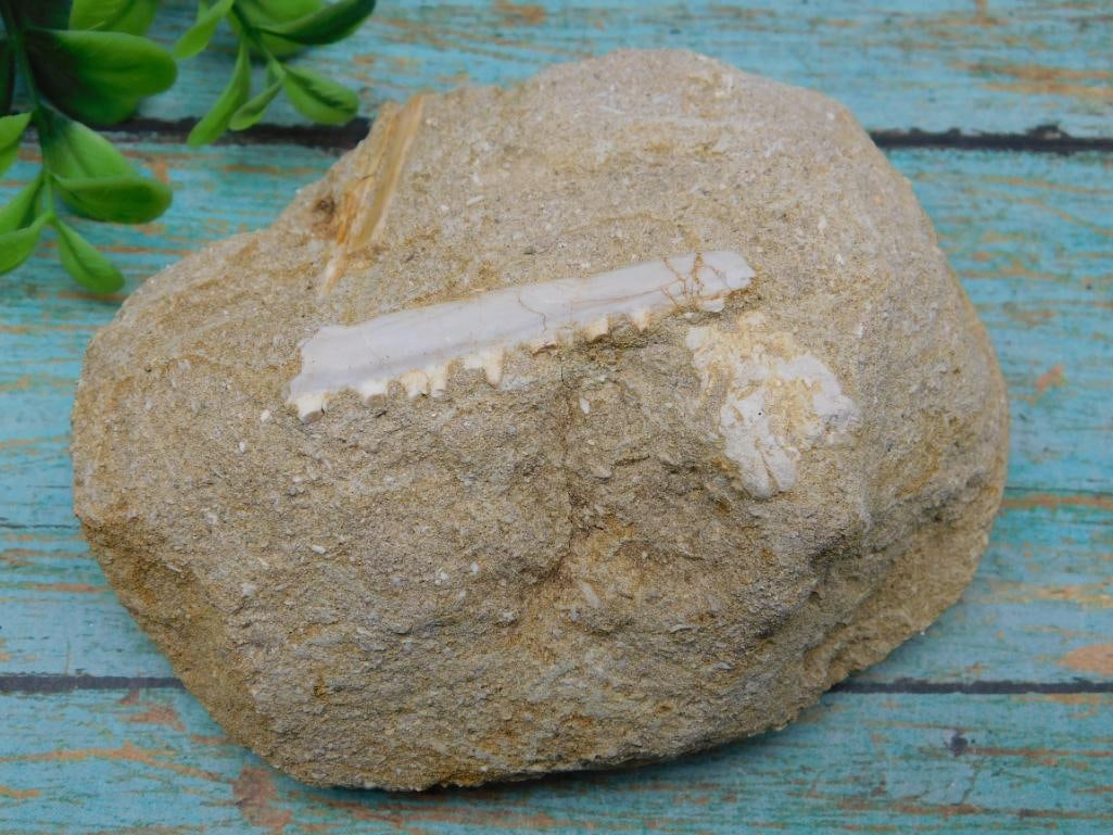 FOSSIL IN MATRIX ROCK STONE LAPIDARY SPECIMEN: Fossil In Matrix Rock Stone Lapidary Specimen. See photos for exact size and condition.