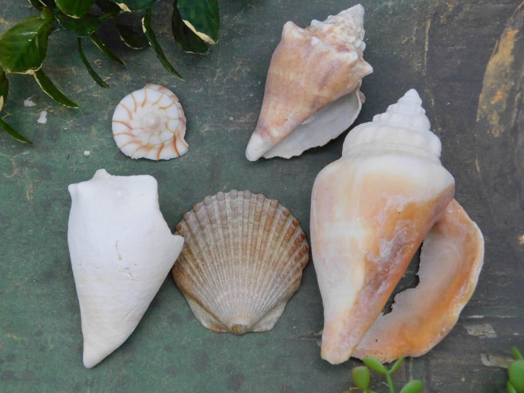 Six Assorted Sea Shells: Six Assorted Sea Shells