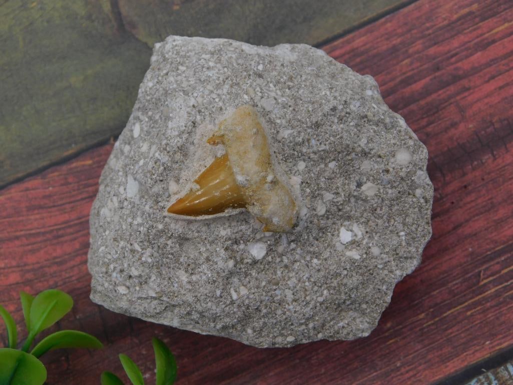 Fossilized Shark Tooth Embedded in Sandstone Matrix: Natural sandstone matrix rock with a large fossilized shark tooth partially exposed on its surface. Stone measures approximately 4 inches across, shown beside a quarter for scale on a wood-plank