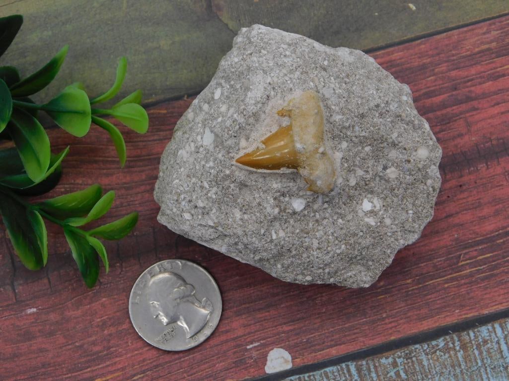 Fossilized Shark Tooth Embedded in Sandstone Matrix - 2