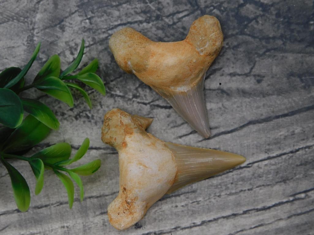 Fossil - Pair of Fossilized Shark Teeth: Two fossilized shark teeth with tan-to-cream enameloid crowns and roots, one with a finely serrated triangular crown and the other broader with visible root lobes. Each measures approximately 2 inches