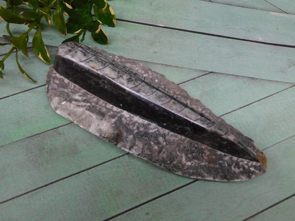 ORTHOCERAS ROCK STONE LAPIDARY SPECIMEN: ORTHOCERAS ROCK STONE LAPIDARY SPECIMEN