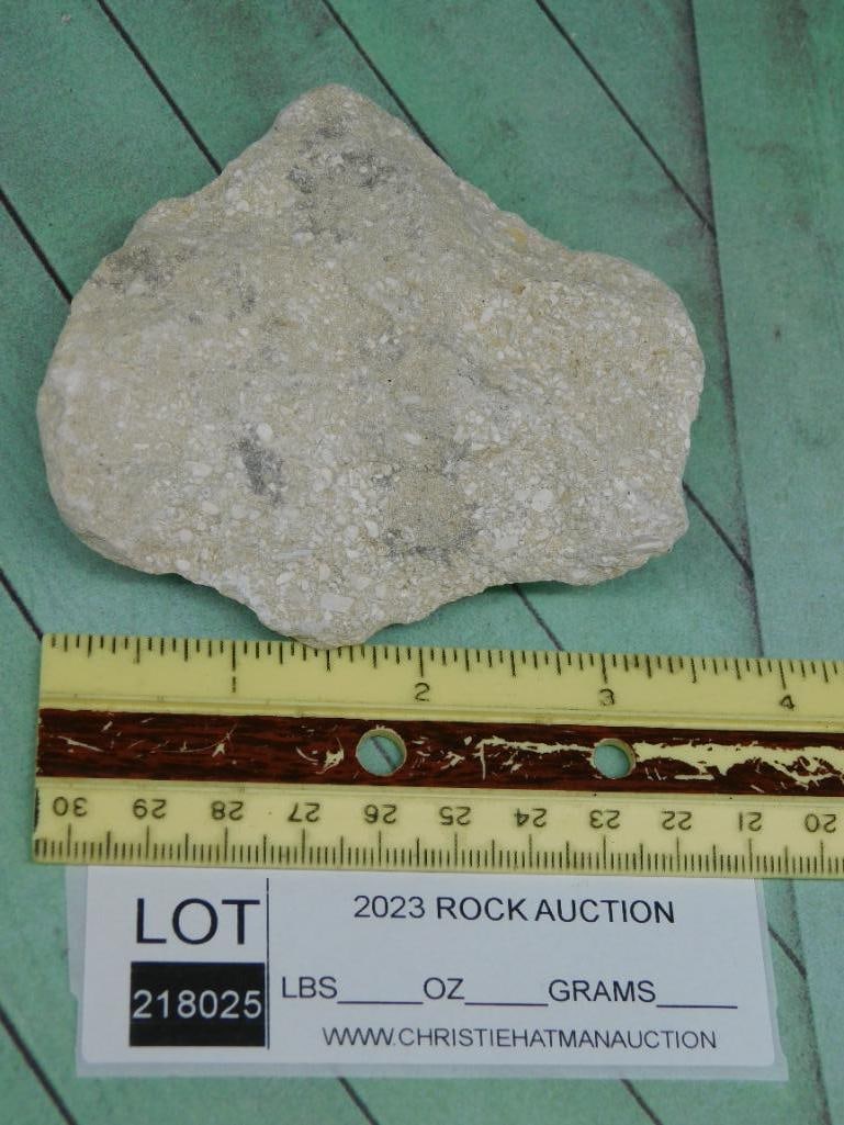 SHARK TOOTH IN MATRIX ROCK STONE LAPIDARY SPECIMEN - 4