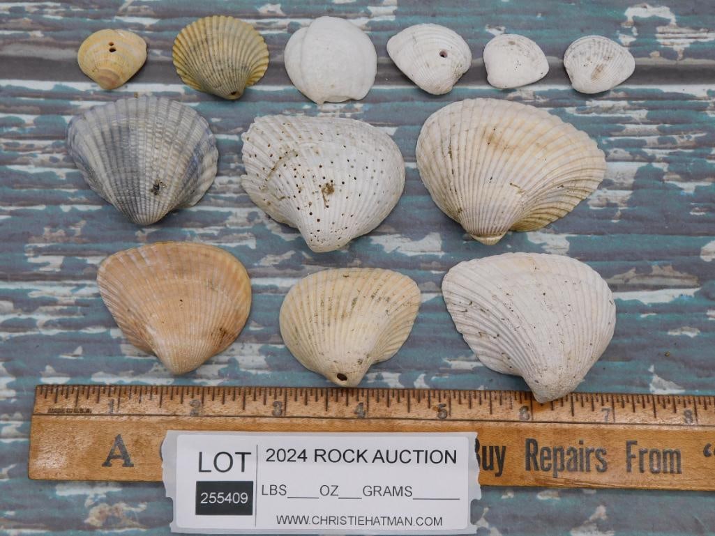 SEA SHELLS - 9