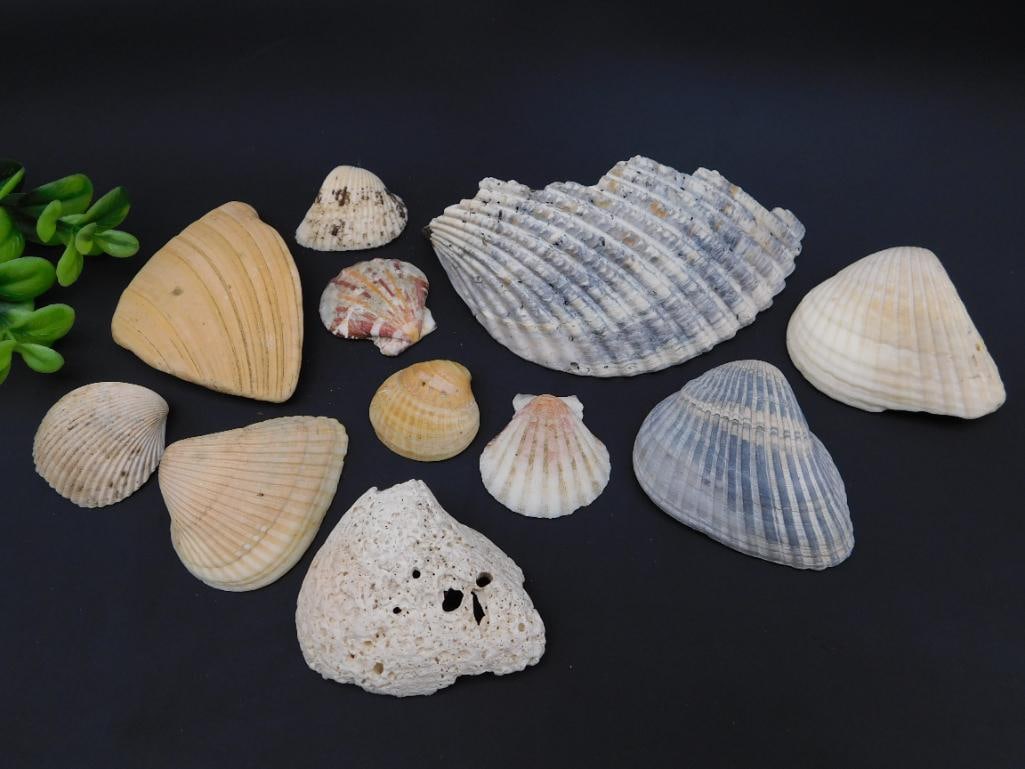 SEA SHELLS (1 of 10)