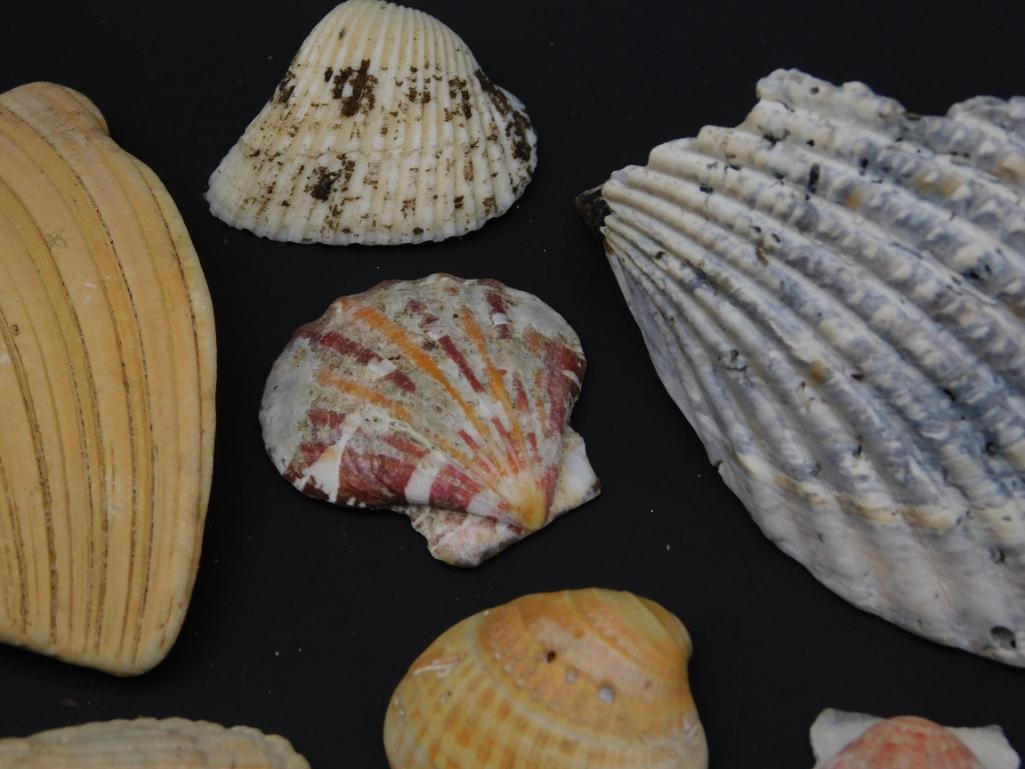 SEA SHELLS - 7