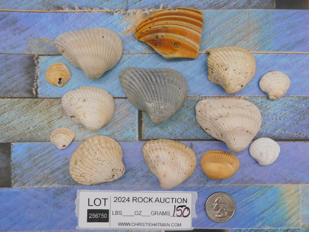 SEA SHELLS - 3