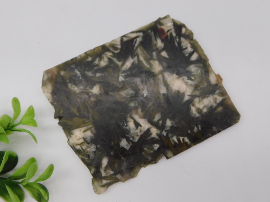 Mica Mineral Slab Specimen: Flat slab specimen with radiating fan-shaped mica or amphibole crystal growth in gray-green and cream tones. Approximately 4 inches across, natural uncut edges, displayed with decorative greenery for